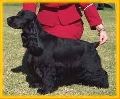 Raza: Cocker Spaniel Ingles