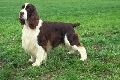 Raza: Springer spaniel ingles