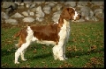Raza: Welsh Springer Spaniel (Springer spaniel gales)
