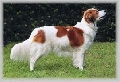 Raza: Kooikerhondje (Peque�o Perro holandes para la caza acuatica)