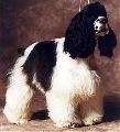 Raza: American Cocker Spaniel