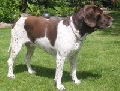 Raza: Gammel Dansk Honsehund (Antiguo perro de muestra danes)