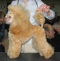 Raza: Caniche