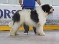 Raza: Perro de Pastor de Europa del sureste(Ciobanesc Romanecs carp.) Prov.