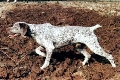 Raza: Braco del Bourbonnais