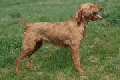Raza: Braco hungaro de pelo duro