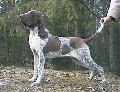 Raza: Braco Italiano