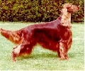 Raza: Setter irlandes rojo