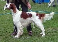 Raza: Setter irlandes rojo y blanco