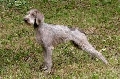 Raza: Grifon de muestra eslovaco de pelo duro