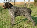Raza: Cesky Fousek (Grifon de muestra bohemio de pelo duro)