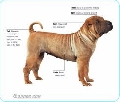 Raza: Shar Pei