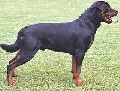Raza: Rottweiler