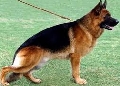 Raza: Perro Pastor Aleman