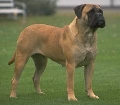Raza: Bullmastiff