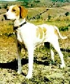 Raza: Sabueso de Istria de pelo corto