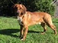 Raza: Sabueso del Tirol