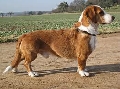 Raza: Perro tejonero de Westfalia