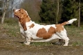 Raza: Basset Hound