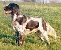 Raza: Kleiner Munsterlander V.