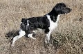 Raza: Spaniel breton