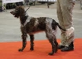 Raza: Spaniel de Pont-Audemer