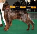 Raza: Spaniel picardo