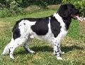 Raza: Perro de muestra frison