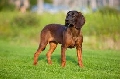 Raza: Rastreador de las monta�as de Baviera