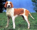 Raza: Gran sabueso frances blanco y naranja