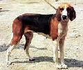 Raza: Poitevin