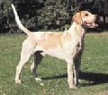 Raza: Sabueso frances blanco y naranja