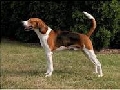 Raza: American Foxhound