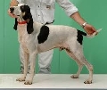 Raza: Ariegeois (Sabueso del Ariege)