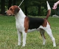 Raza: Beagle-Harrier