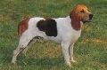 Raza: Chien D Artois (Sabueso artesiano)