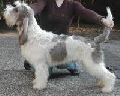 Raza: Gran Basset Grifon vendeano
