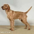 Raza: Griffon fauve de Bretagne (Grifon leonado de Breta�a)