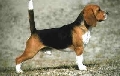 Raza: Beagle