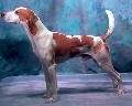 Raza: Harrier