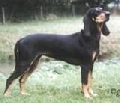 Raza: Sabueso helenico