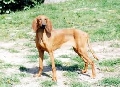 Raza: Sabueso italiano