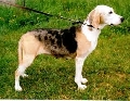 Raza: Dunker (Sabueso noruego)