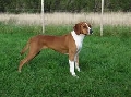 Raza: Hygenhund (Sabueso de Hygen)