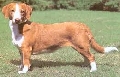 Raza: Drever (Perro tejonero sueco)