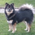 Raza: Perro finlandes de Laponia