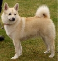 Raza: Norsk buhund (Buhund noruego)