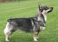 Raza: Perro de los Visigodos (Spitz de los Visigodos)