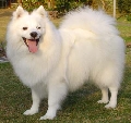 Raza: Spitz aleman Grossspitz