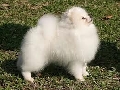 Raza: Spitz aleman Kleinspitz